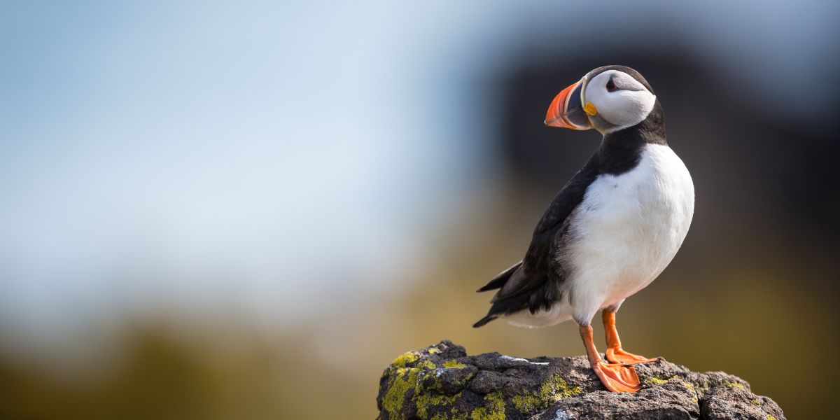 oiseaux marins sur l'île de May